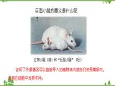 蘇教版生物八年級(jí)下冊(cè) 第二十四章 第一節(jié) 現(xiàn)代生物技術(shù)的應(yīng)用課件