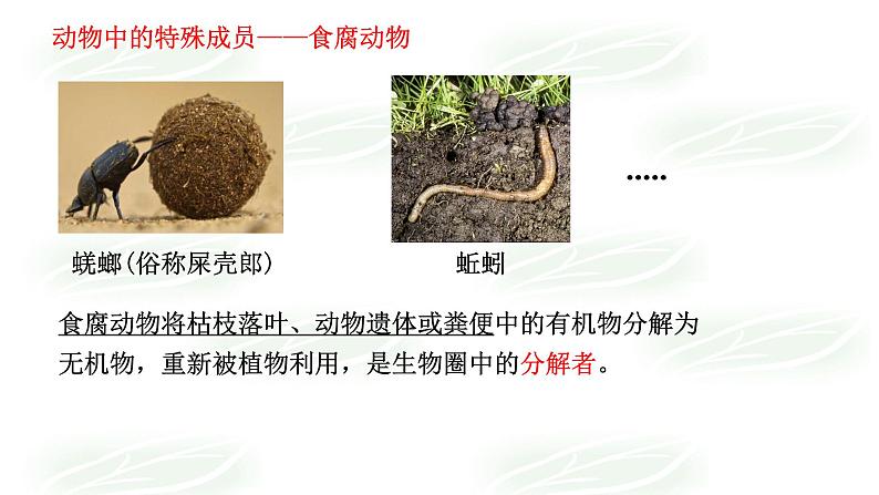 17.1++动物在生物圈中的作用++课件-2023-2024学年北师大版生物八年级上册第6页