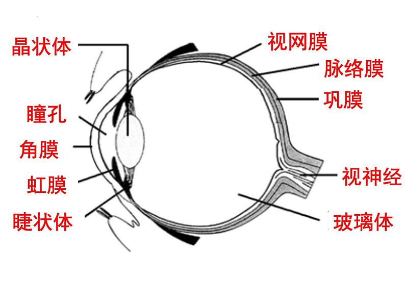 12.2感受器和感觉器官-耳课件2023--2024学年北师大版生物七年级下册第1页