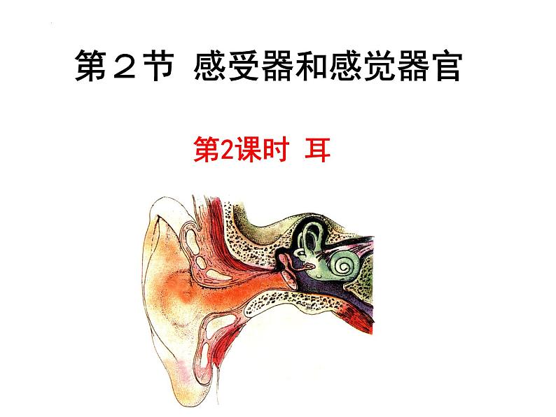 12.2感受器和感觉器官-耳课件2023--2024学年北师大版生物七年级下册第3页