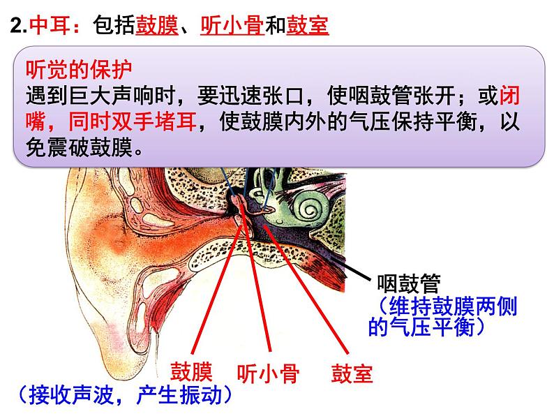 12.2感受器和感觉器官-耳课件2023--2024学年北师大版生物七年级下册第8页