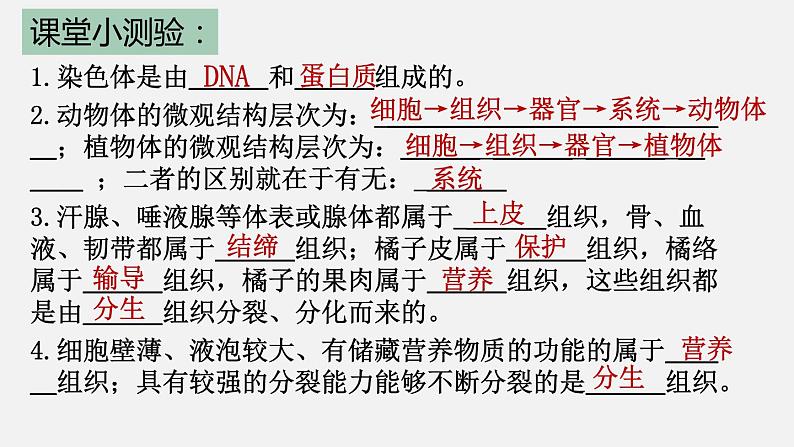 2.2.4单细胞生物课件2023--2024学年人教版生物七年级上册第1页