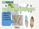 2.2.4单细胞生物课件2023--2024学年人教版生物七年级上册