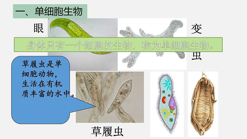 2.2.4单细胞生物课件2023--2024学年人教版生物七年级上册第4页