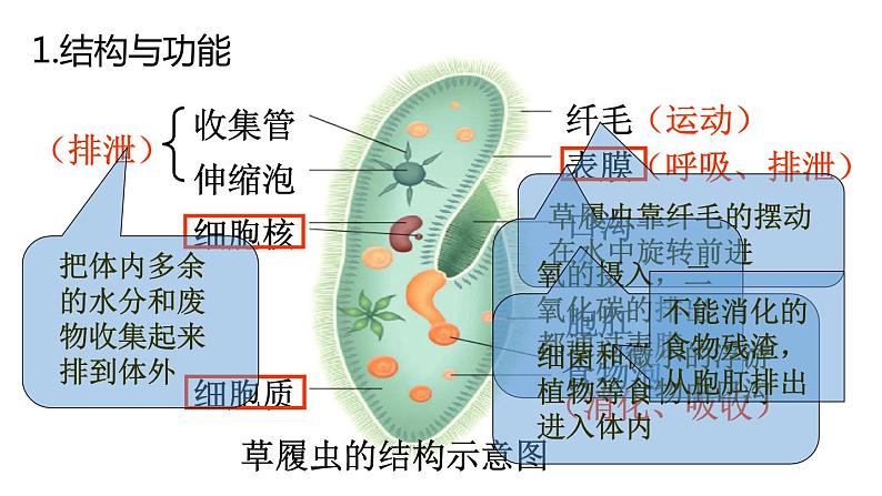 2.2.4单细胞生物课件2023--2024学年人教版生物七年级上册第8页