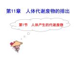 11.1人体代谢废物的排出课件2023--2024学年北师大版生物七年级下册