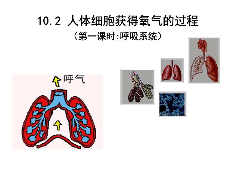 10.2.1呼吸系统课件2023--2024学年北师大版生物七年级下册第1页