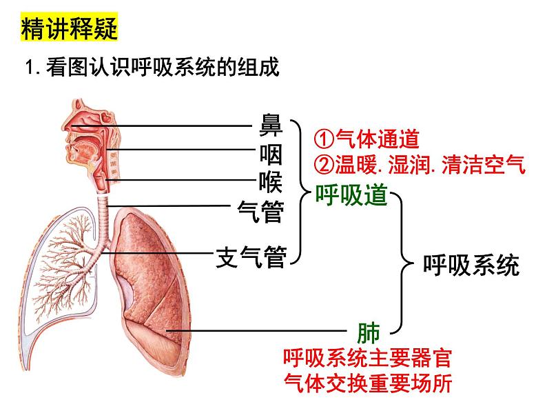 10.2.1呼吸系统课件2023--2024学年北师大版生物七年级下册第5页