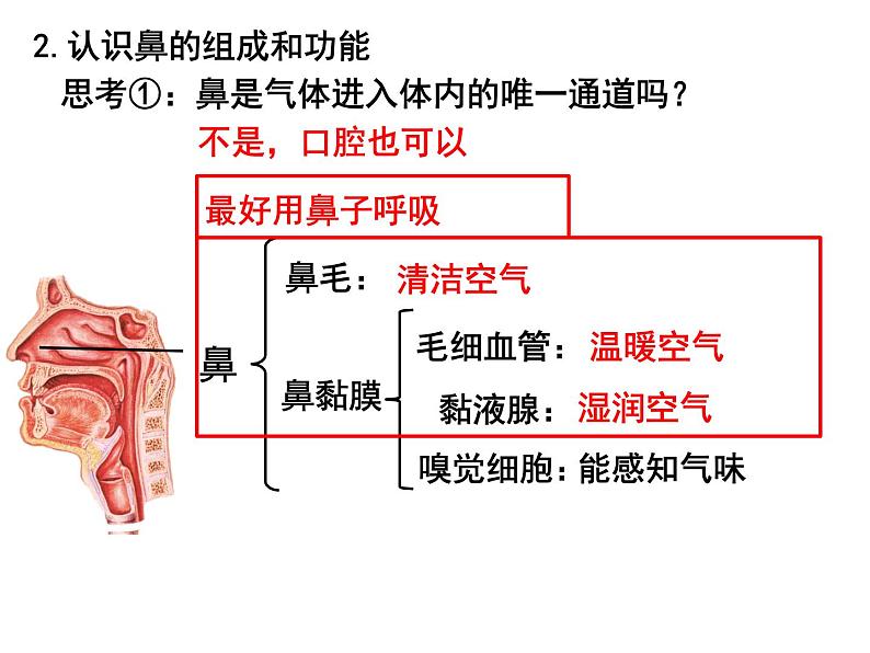 10.2.1呼吸系统课件2023--2024学年北师大版生物七年级下册第6页