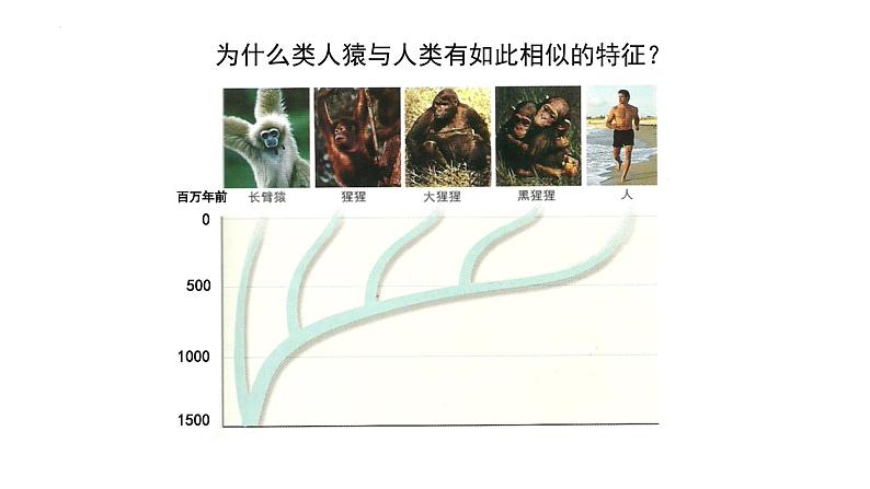 21.3人类的起源与进化课件2023--2024学年+北师大版生物八年级下册第6页