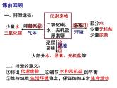 11.3皮肤与汗液分泌课件2023--2024学年北师大版生物七年级下册