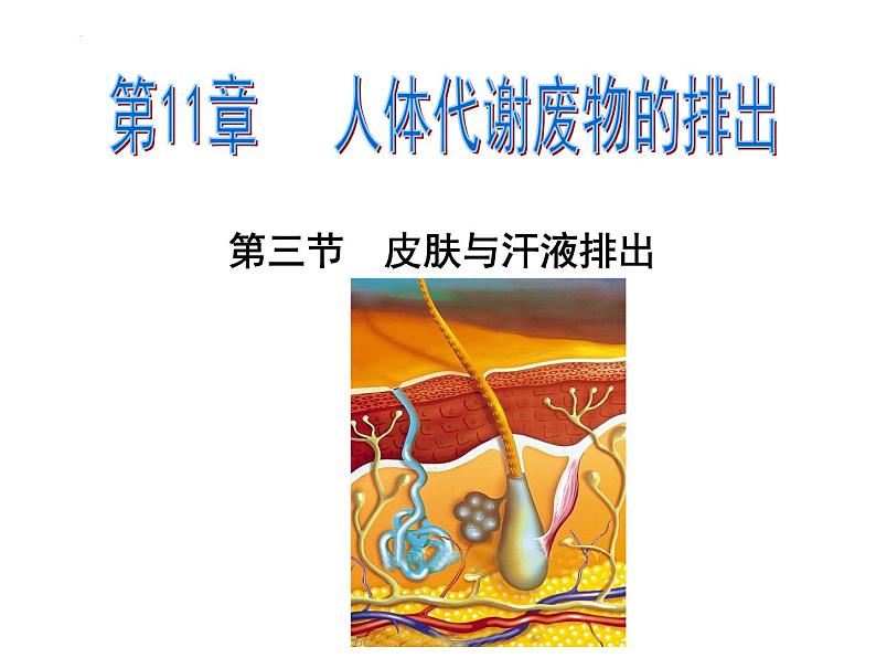 11.3皮肤与汗液分泌课件2023--2024学年北师大版生物七年级下册第2页