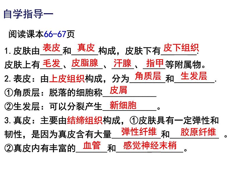 11.3皮肤与汗液分泌课件2023--2024学年北师大版生物七年级下册第4页