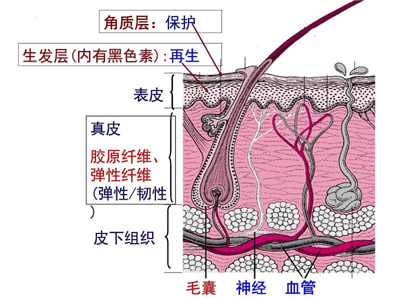 11.3皮肤与汗液分泌课件2023--2024学年北师大版生物七年级下册第7页