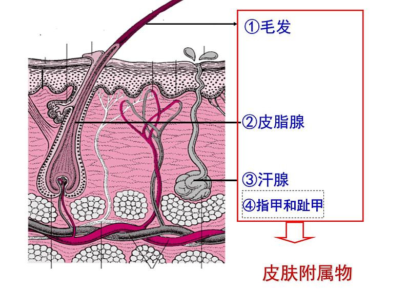 11.3皮肤与汗液分泌课件2023--2024学年北师大版生物七年级下册第8页