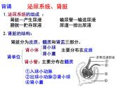 11.2.2尿的形成与排出课件2023--2024学年北师大版生物七年级下册