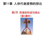 11.2.2尿的形成与排出课件2023--2024学年北师大版生物七年级下册