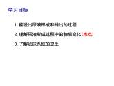 11.2.2尿的形成与排出课件2023--2024学年北师大版生物七年级下册