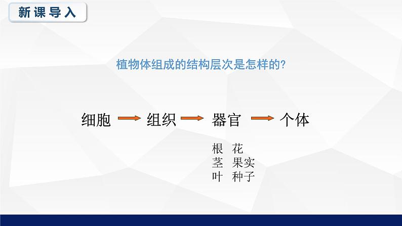 8.3人体概述教学课件2023--2024学年苏教版生物七年极下册05