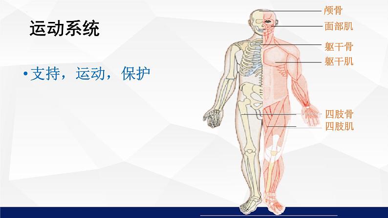 8.3人体概述教学课件2023--2024学年苏教版生物七年极下册07