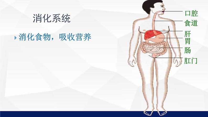 8.3人体概述教学课件2023--2024学年苏教版生物七年极下册08