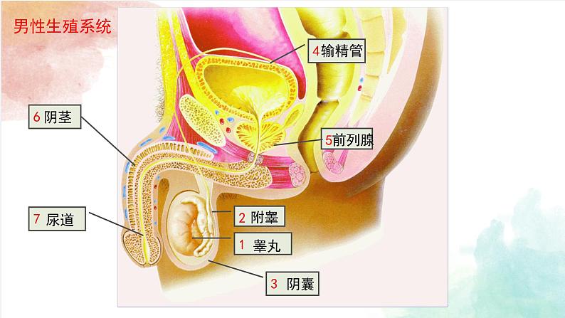 8.1精卵结合孕育新的生命课件2023--2024学年苏教版生物七年级下册05