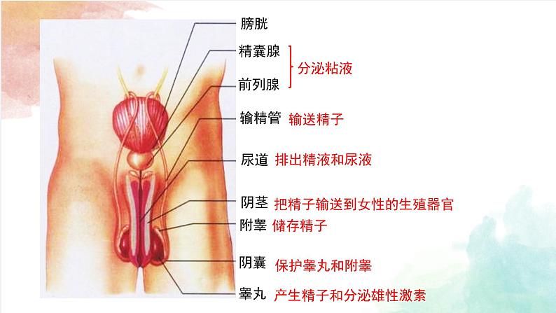 8.1精卵结合孕育新的生命课件2023--2024学年苏教版生物七年级下册08