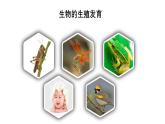 7.1++生物的生殖和發(fā)育++復(fù)習(xí)課件-2023-2024學(xué)年人教版生物八年級(jí)下冊(cè)