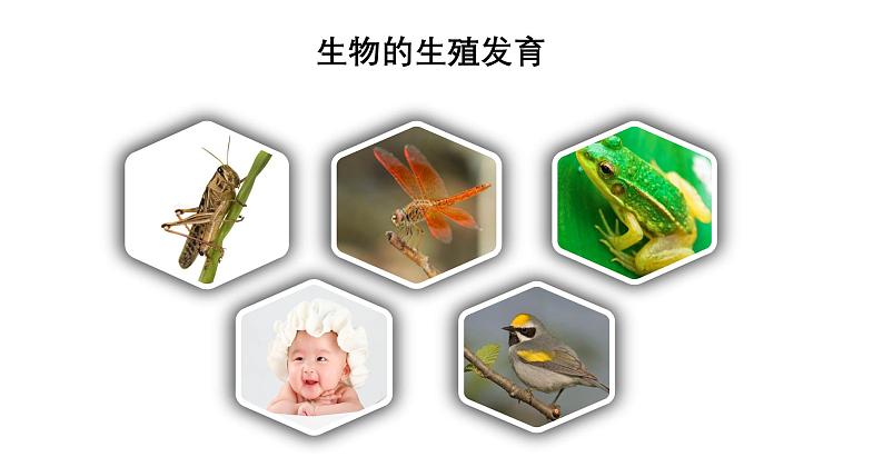 7.1++生物的生殖和发育++复习课件-2023-2024学年人教版生物八年级下册第2页