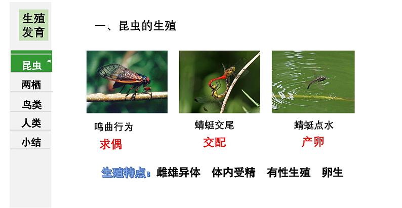 7.1++生物的生殖和发育++复习课件-2023-2024学年人教版生物八年级下册第4页