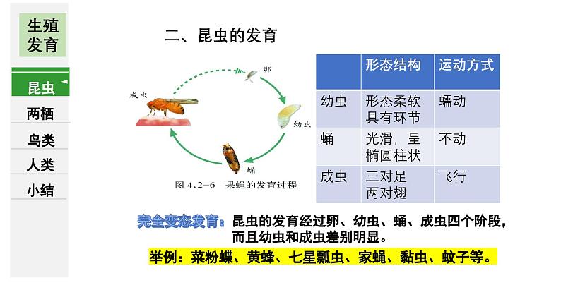 7.1++生物的生殖和发育++复习课件-2023-2024学年人教版生物八年级下册第5页