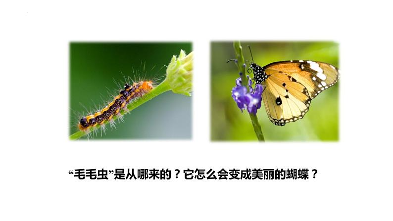 7.1.2昆虫的生殖和发育课件2023--2024学年人教版生物八年级下册第2页