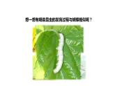 7.1.2昆虫的生殖和发育课件2023--2024学年人教版生物八年级下册