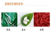 7.1.2昆虫的生殖和发育课件2023--2024学年人教版生物八年级下册