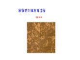 7.1.2昆虫的生殖和发育课件2023--2024学年人教版生物八年级下册
