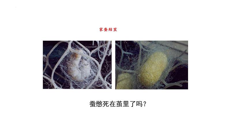 7.1.2昆虫的生殖和发育课件2023--2024学年人教版生物八年级下册第8页