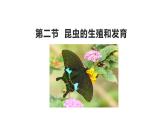 7.1.2昆虫的生殖和发育课件2023--2024学年人教版生物八年级下册 (2)