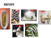 7.1.2昆虫的生殖和发育课件2023--2024学年人教版生物八年级下册 (2)