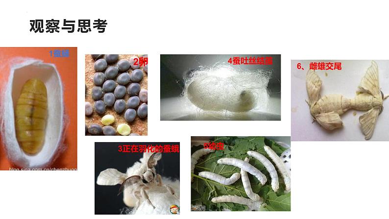 7.1.2昆虫的生殖和发育课件2023--2024学年人教版生物八年级下册 (2)05