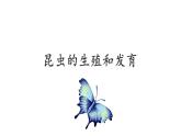 7.1.2昆虫的生殖和发育课件2023--2024学年人教版生物八年级下册 (1)