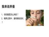 7.1.2昆虫的生殖和发育课件2023--2024学年人教版生物八年级下册 (1)