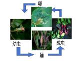 7.1.2昆虫的生殖和发育课件2023--2024学年人教版生物八年级下册 (1)