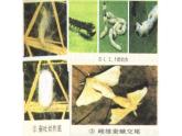7.1.2昆虫的生殖和发育课件2023--2024学年人教版生物八年级下册 (1)