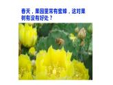 7.1.1-植物的生殖课件2023--2024学年人教版生物八年级下册
