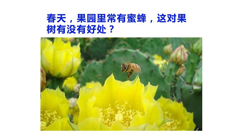 7.1.1-植物的生殖课件2023--2024学年人教版生物八年级下册第2页