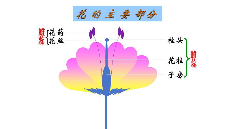 7.1.1-植物的生殖课件2023--2024学年人教版生物八年级下册第4页