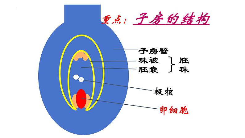 7.1.1-植物的生殖课件2023--2024学年人教版生物八年级下册第6页