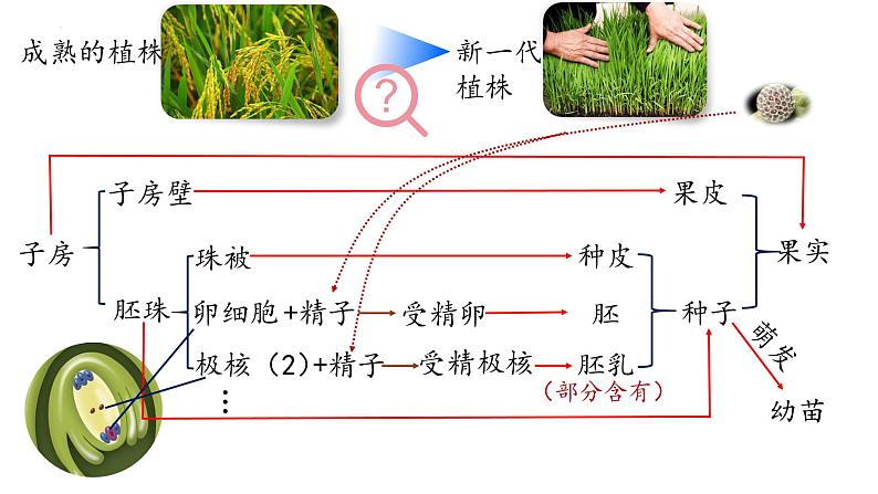 7.1.1植物的生殖课件2023--2024学年人教版生物八年级下册第3页