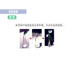 7.1.1植物的生殖课件2023--2024学年人教版生物八年级下册