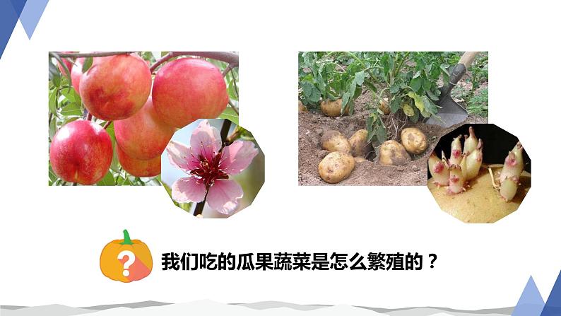 7.1.1植物的生殖课件2023--2024学年人教版生物八年级下册 (1)第2页